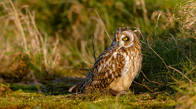 Hibou des marais