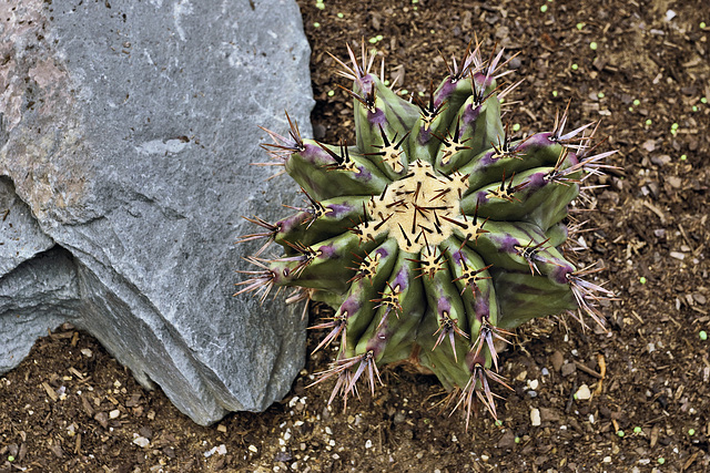 A Precarious Perch – Desert House, Princess of Wales Conservatory, Kew Gardens, Richmond upon Thames, London, England