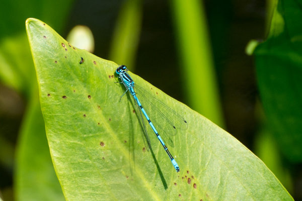 Azure Bluet - DSA 0396