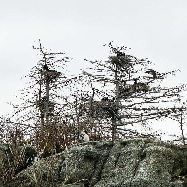 Day 11, Double-crested Cormorant nests