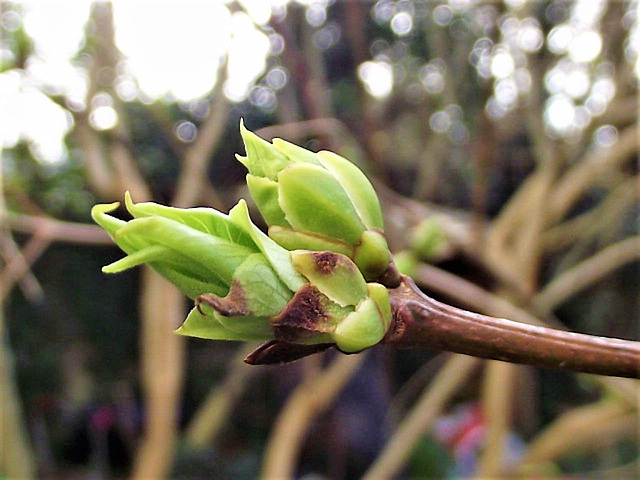 Lilac buds