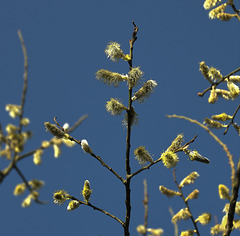 Pussy Willow