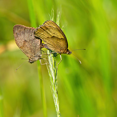 Meadow Brown Butterflies + PiP