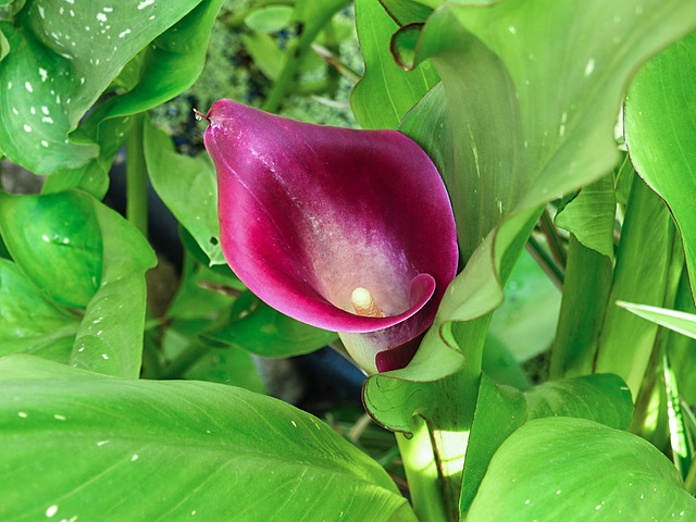 20210726 1989CPw [D~LIP] Gefleckte Calla (Zantedeschia albomaculata), Bad Salzuflen