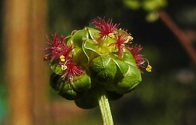 20210825 2549CPw [D~LIP] Kleiner Wiesenknopf (Sanguisorba minor), Bad Salzuflen