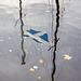 Saltire Reflction