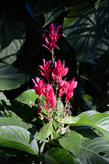 Zimbabwe, African Red Flower