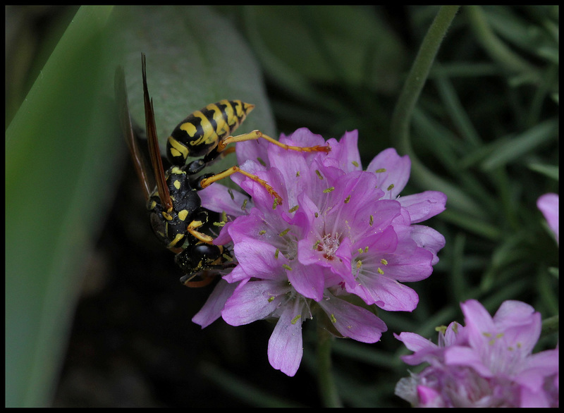 Polistes dominula (femelle)