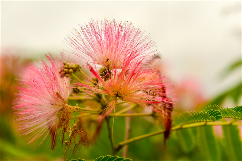 Albizzia julibrissin