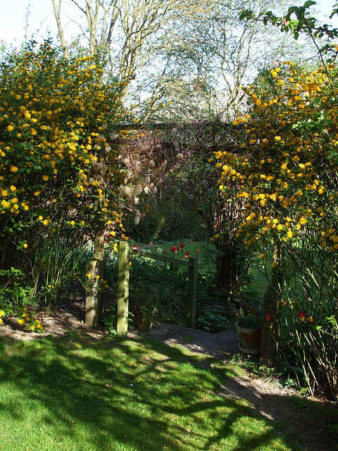 Fulbourn garden 2011-04-09 005