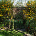 Fulbourn garden 2011-04-09 005