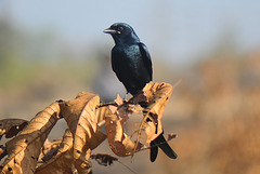 20161209-0345 Black drongo