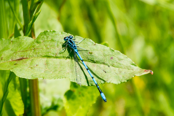 Azure Bluet - DSA 0409