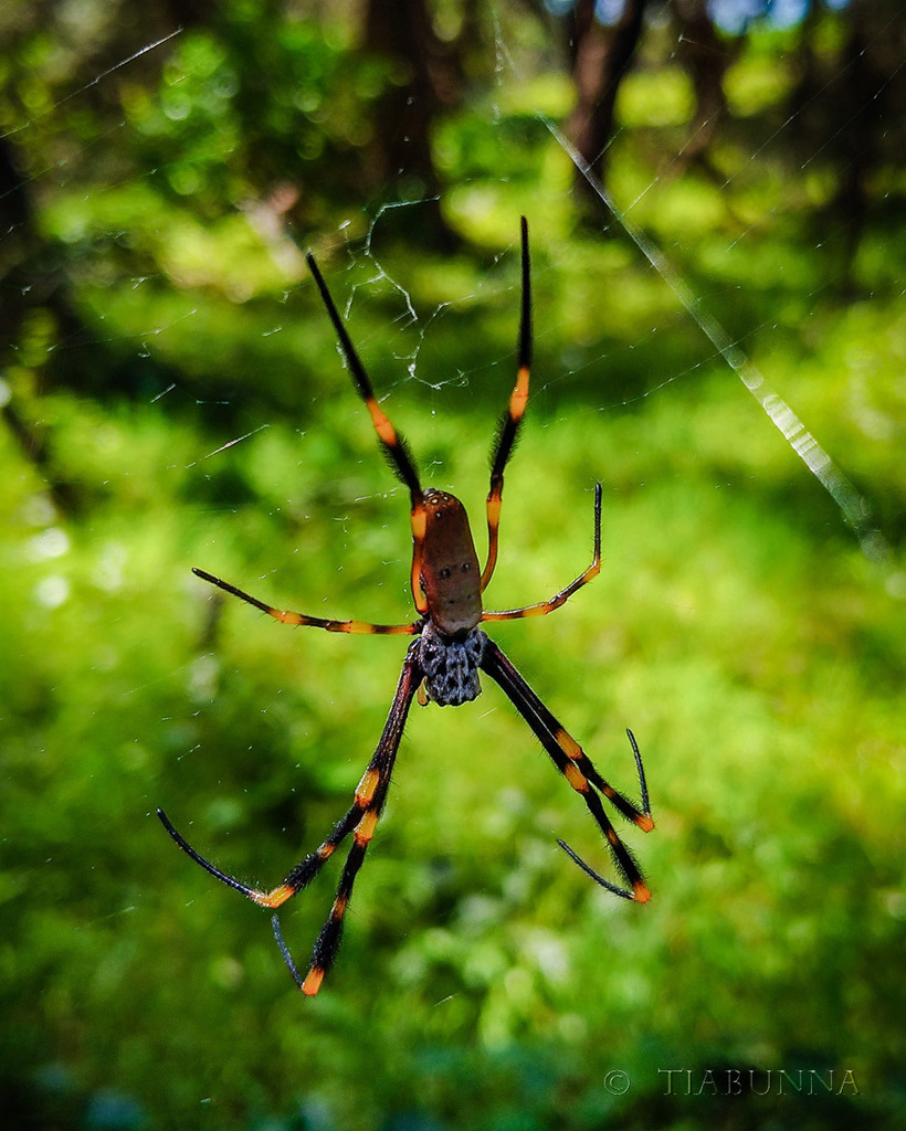 Golden Orb Spider