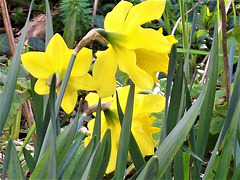 Daffodils in the sun