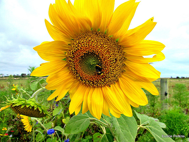 Sunflower.