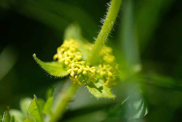 DSCF6868 DSCF6868