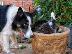 Chip's Flower Pot Cat