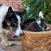 Chip's Flower Pot Cat