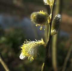 Pussy Willow