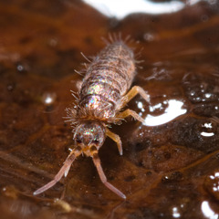 IMG 7615Springtail