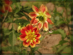 Dahlias .......☀️Bon we à tous ☀️ Pour Lucette ♥ Dahlias .......☀️Bon we à tous ☀️ Pour Lucette ♥