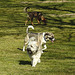 20220312 0319CPw [D~MI] Yoshi, Hundewiese, Hille