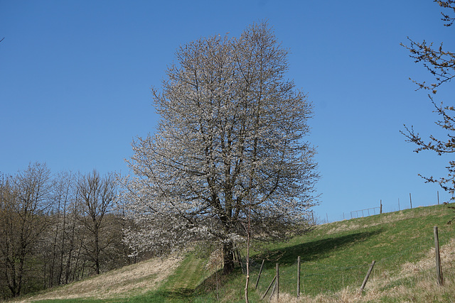 Blühende Wildkirsche