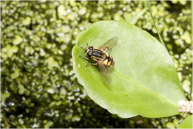 IMG 1172 Hoverflyv2