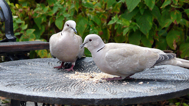 Amies de mon jardin