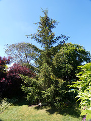 In My Garden- Norway Spruce (Picea abies)