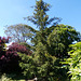 In My Garden- Norway Spruce (Picea abies)