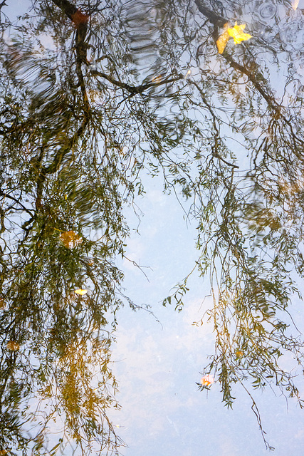 Willow Reflection