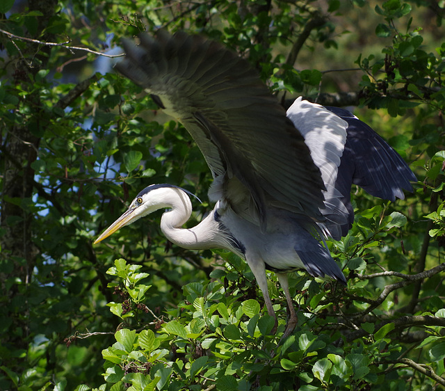 parc des oiseaux Villars les Dombes