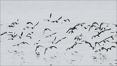 Birds 2
