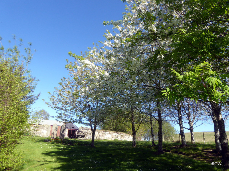 Cherry blossom and blue skies