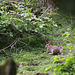 Wild rabbit