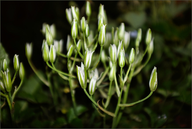 Ornithogalum umbellatum, Grass lily