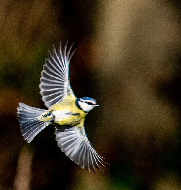 Blue tit