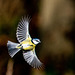 Blue tit