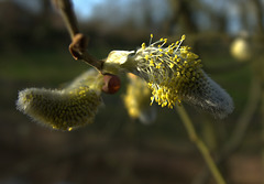 Pussy Willow