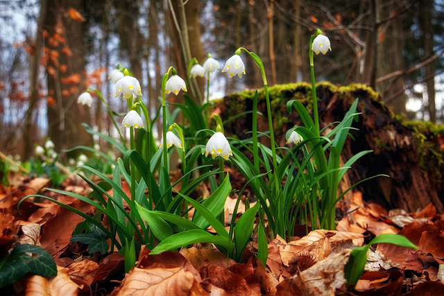 Ein Wald voller Märzenbecher (PiP)