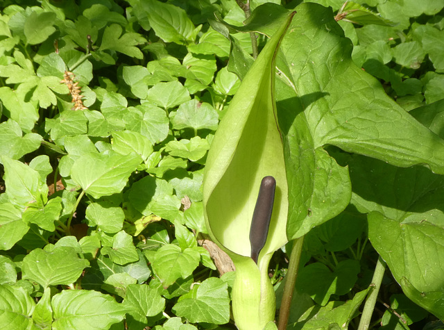 Aronskelk (Arum)