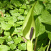 Aronskelk (Arum)