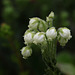 Arctic Bell Heather