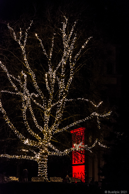 pls. view on black background → Christmas Garden @ Insel Mainau (Konstanz-Bodensee) (© Buelipix)