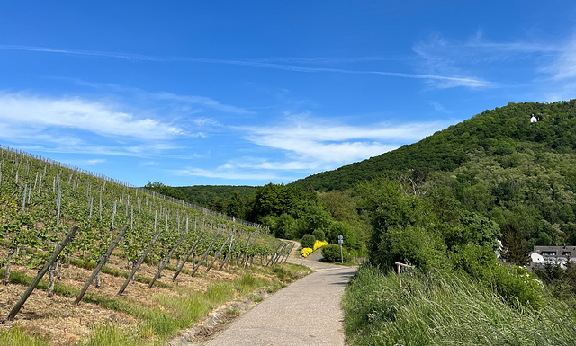 Weinberge bei Heppingen