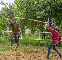 Akhal-Teke
