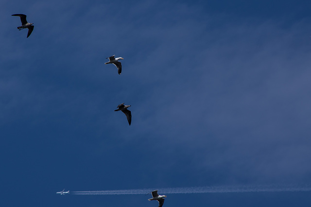 Lesser Black Backed Gulls
