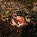 Mushroom to be identified, Korvala, Lapland, Finland